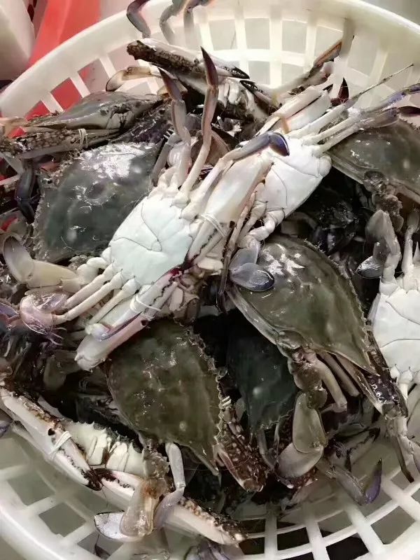 鑲ョ編鐨勫ぇ娴烽矞,鑲ョ編鐨勫ぇ姊瓙锜瑰張鏉ヤ簡