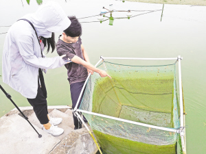 从海虾淡养中涵养安康水产品蕴藏的天赋