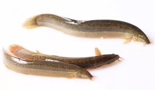 龙虾养殖技术一年赚多少钱,龙虾养殖一亩一年有多少利润