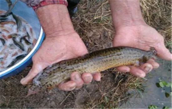 龙虾养殖技术一年赚多少钱,龙虾养殖一亩一年有多少利润