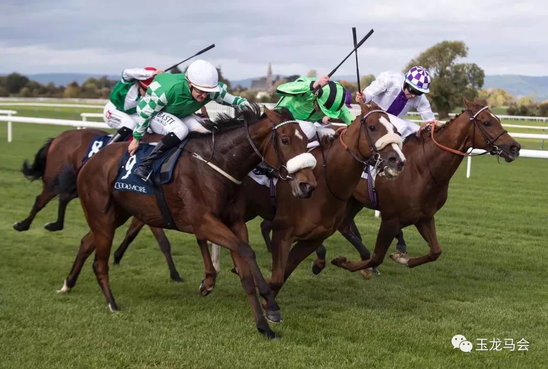 名马之后，发现无限“商机”！国际赛冠军登陆第六期“玉龙”马匹网络拍卖会