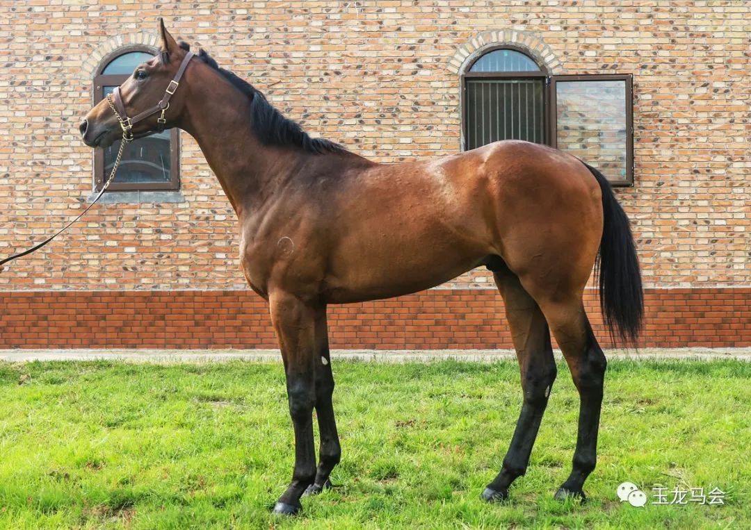名马之后，发现无限“商机”！国际赛冠军登陆第六期“玉龙”马匹网络拍卖会