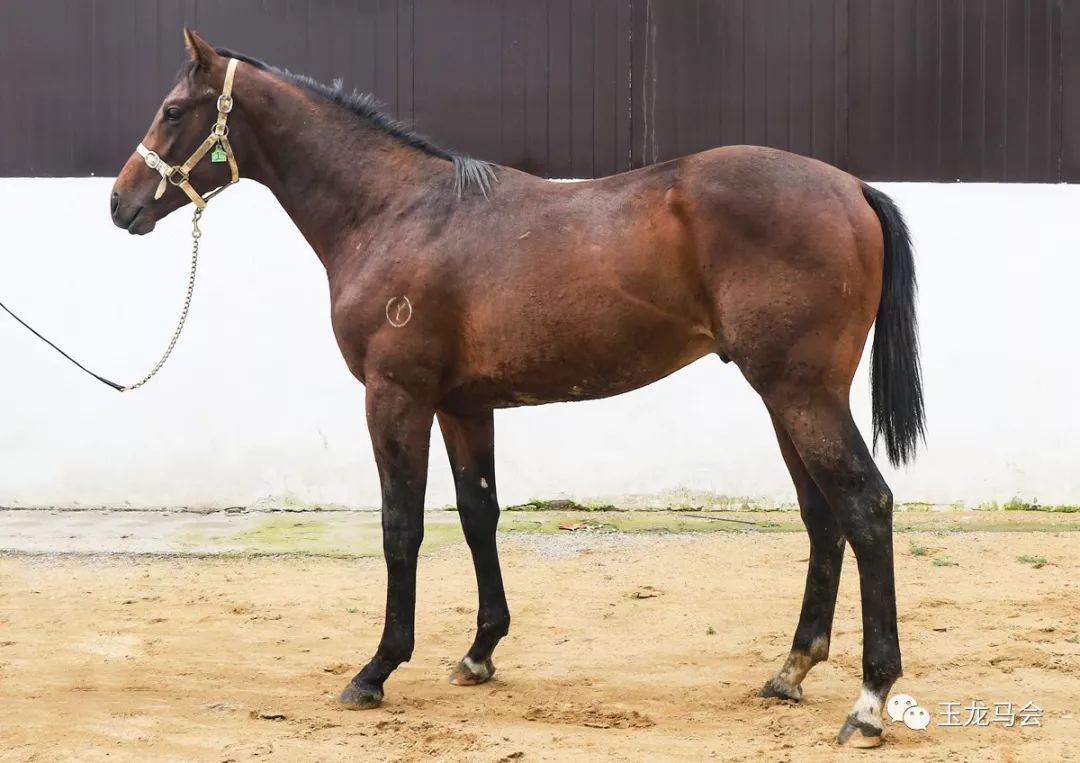 名马之后，发现无限“商机”！国际赛冠军登陆第六期“玉龙”马匹网络拍卖会