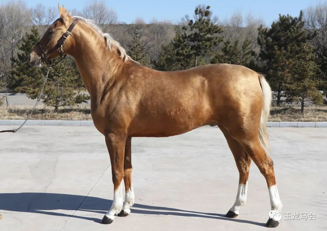 名马之后，发现无限“商机”！国际赛冠军登陆第六期“玉龙”马匹网络拍卖会