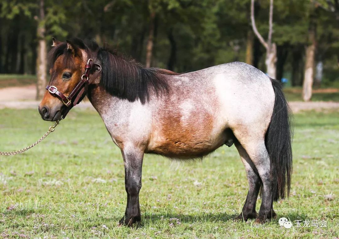 名马之后，发现无限“商机”！国际赛冠军登陆第六期“玉龙”马匹网络拍卖会