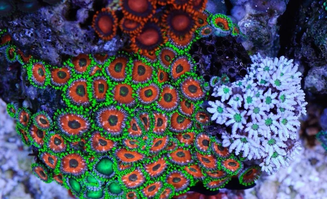 桌面微缸推荐,微缸展示