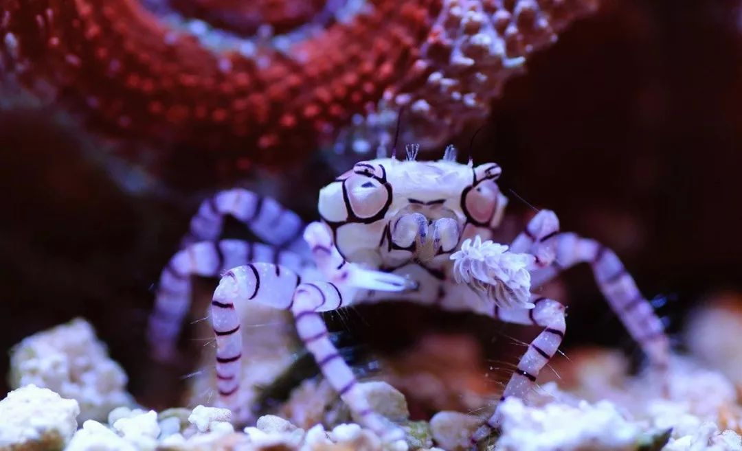 桌面微缸推荐,微缸展示