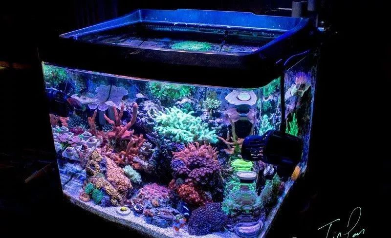 桌面微缸推荐,微缸展示