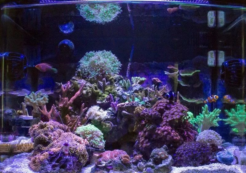 桌面微缸推荐,微缸展示