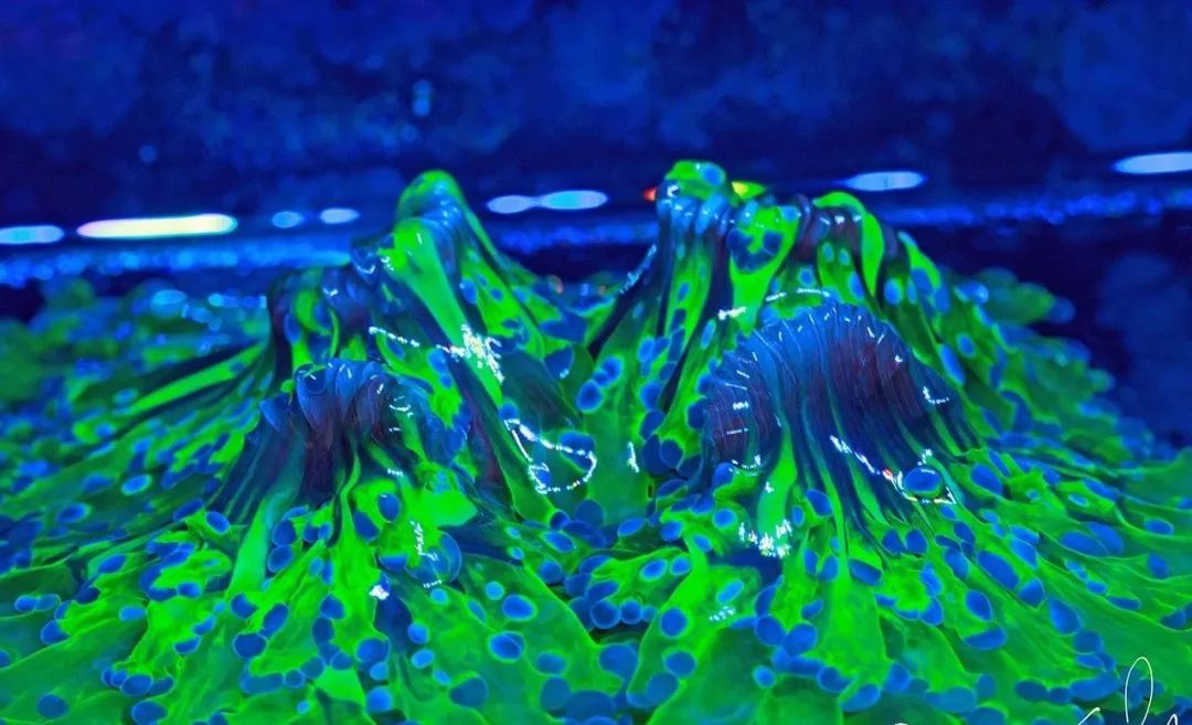 桌面微缸推荐,微缸展示