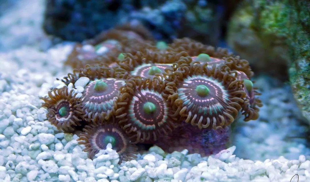 桌面微缸推荐,微缸展示