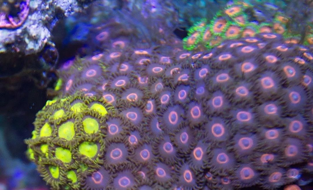 桌面微缸推荐,微缸展示