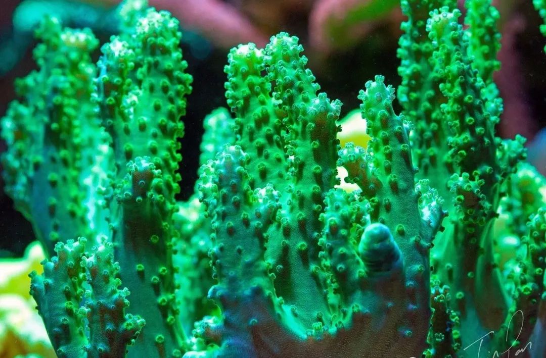 桌面微缸推荐,微缸展示