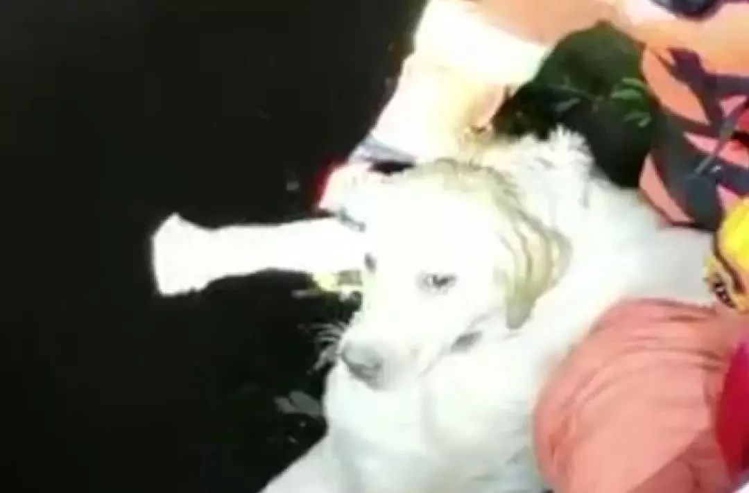 高温天气怎么让狗狗避暑,高温天气如何给狗狗降温