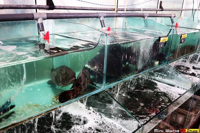 日照有哪些海滩可以免费赶海,在海边享受田园生活