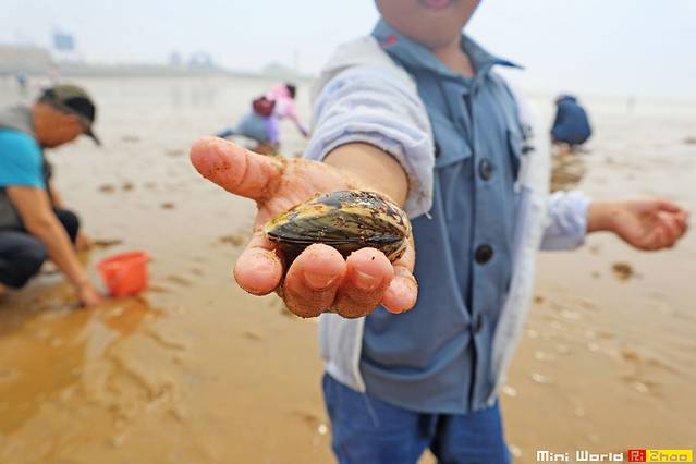 日照有哪些海滩可以免费赶海,在海边享受田园生活