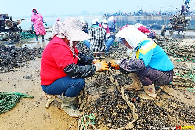 日照有哪些海滩可以免费赶海,在海边享受田园生活