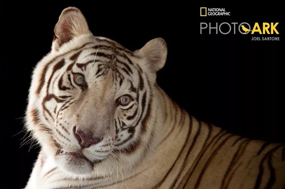 “谢谢你们，我们终于快死光了”