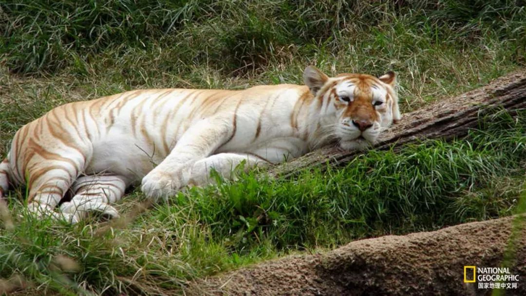 “谢谢你们，我们终于快死光了”