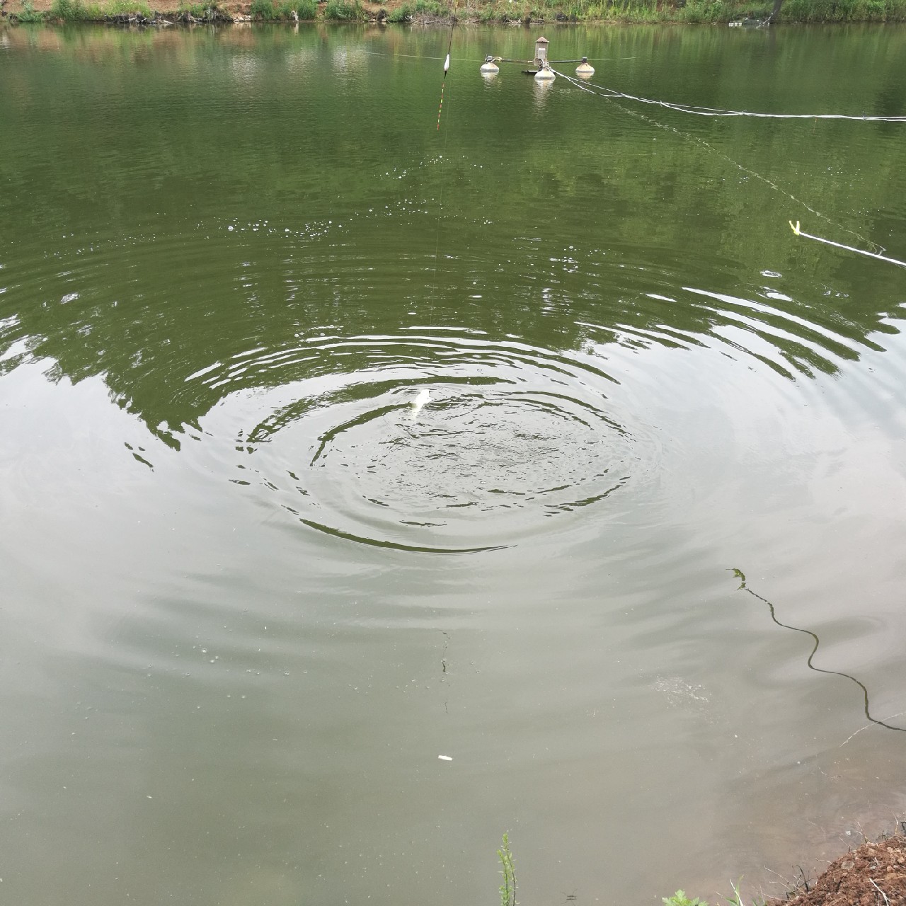 黑坑第二三场钓不到鱼,黑坑鱼竿第二节容易断