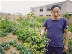 白子君：乡村医生变身农科专家