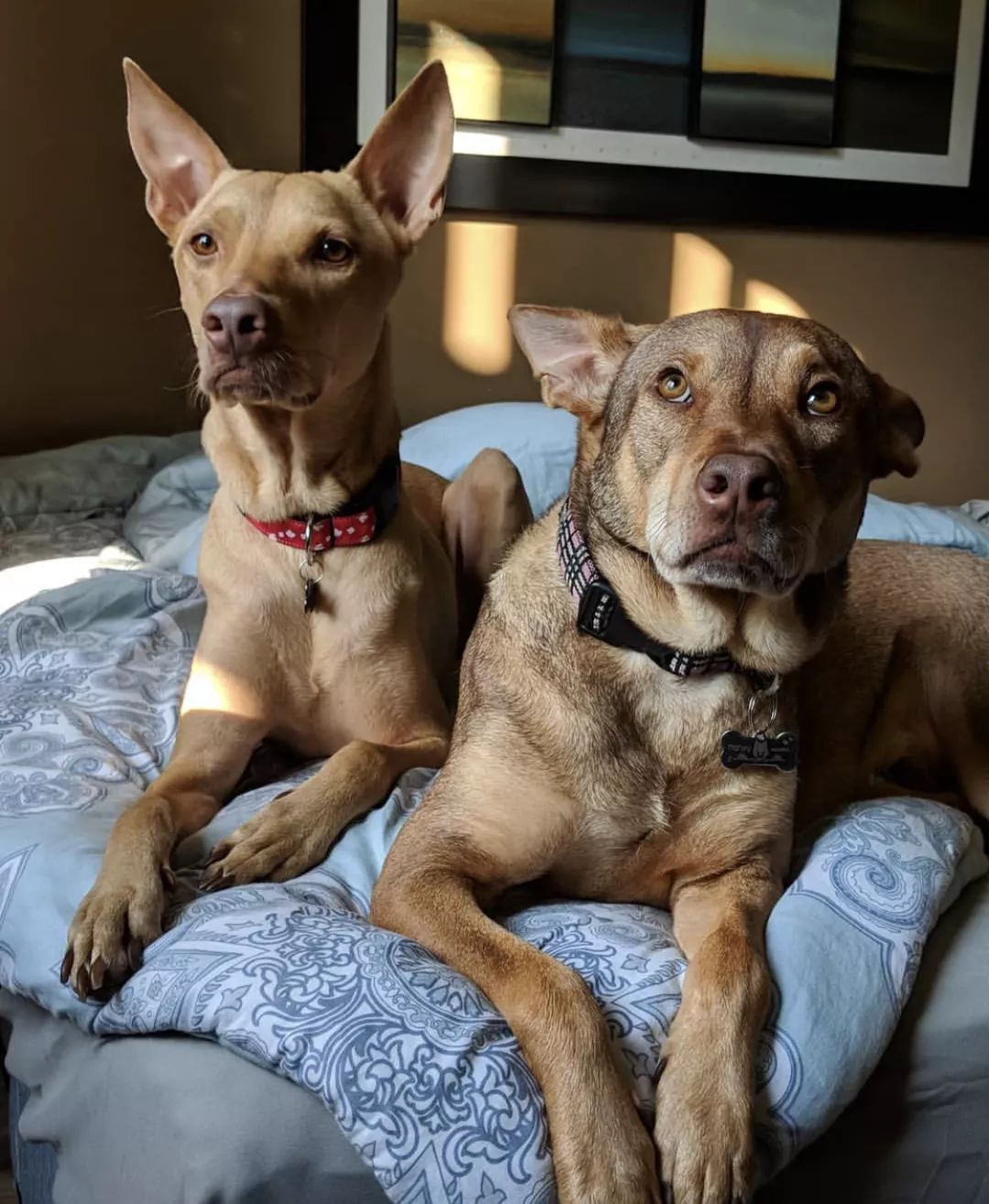 12种爱犬领你参观它们的老家