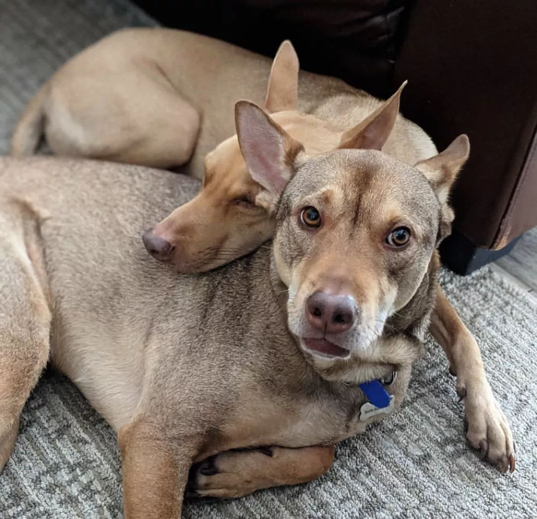 12种爱犬领你参观它们的老家