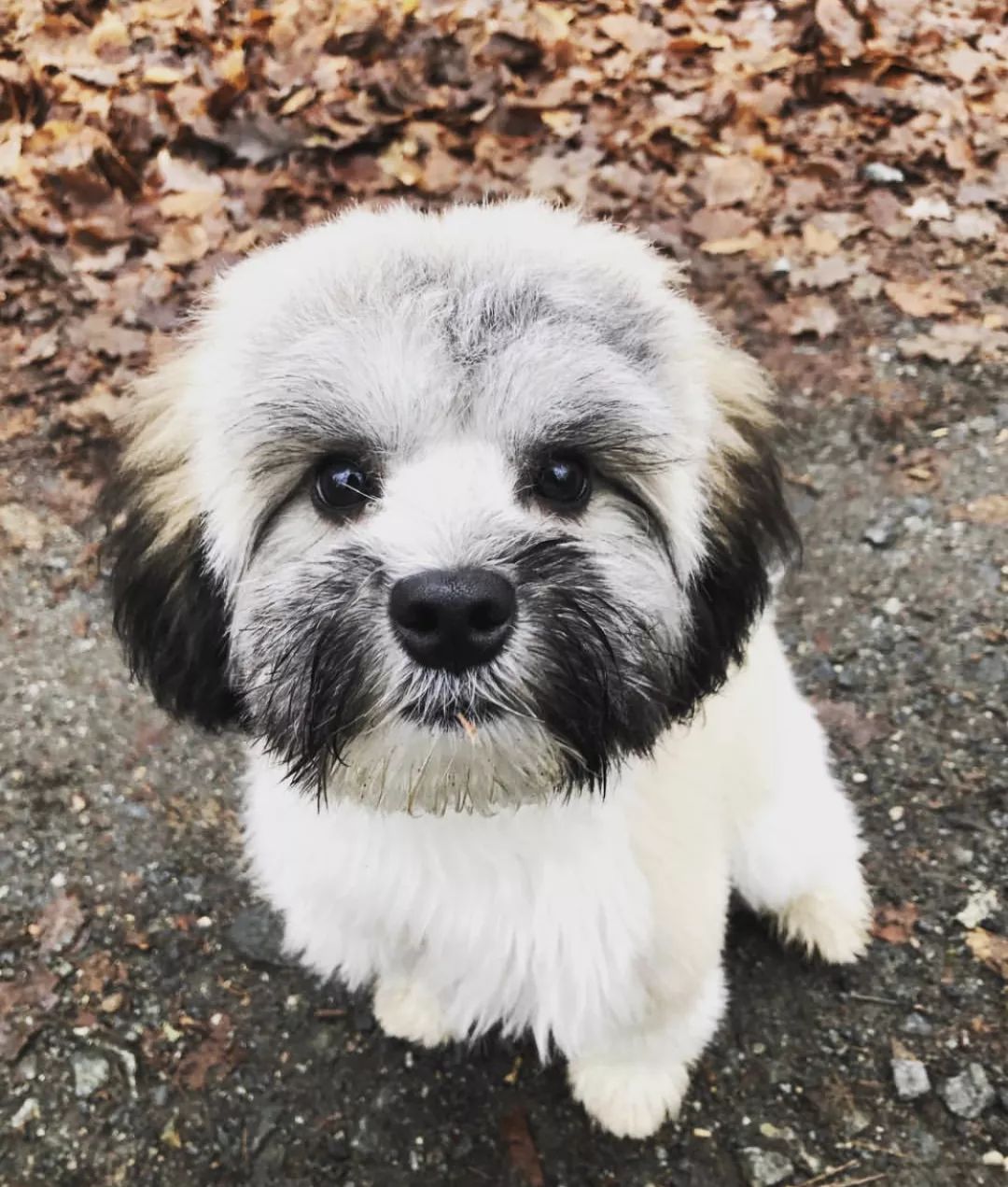 12种爱犬领你参观它们的老家