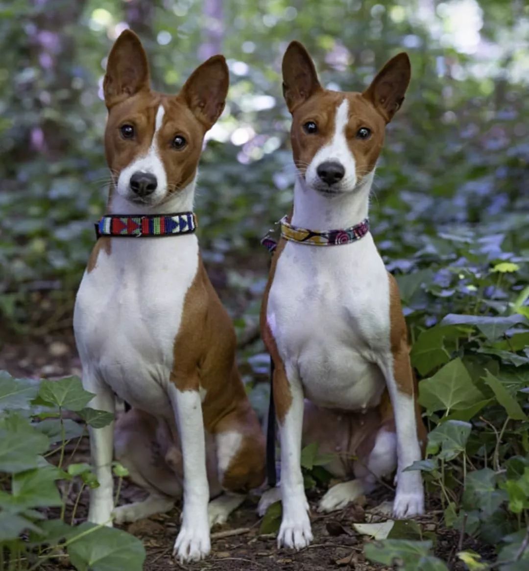 12种爱犬领你参观它们的老家