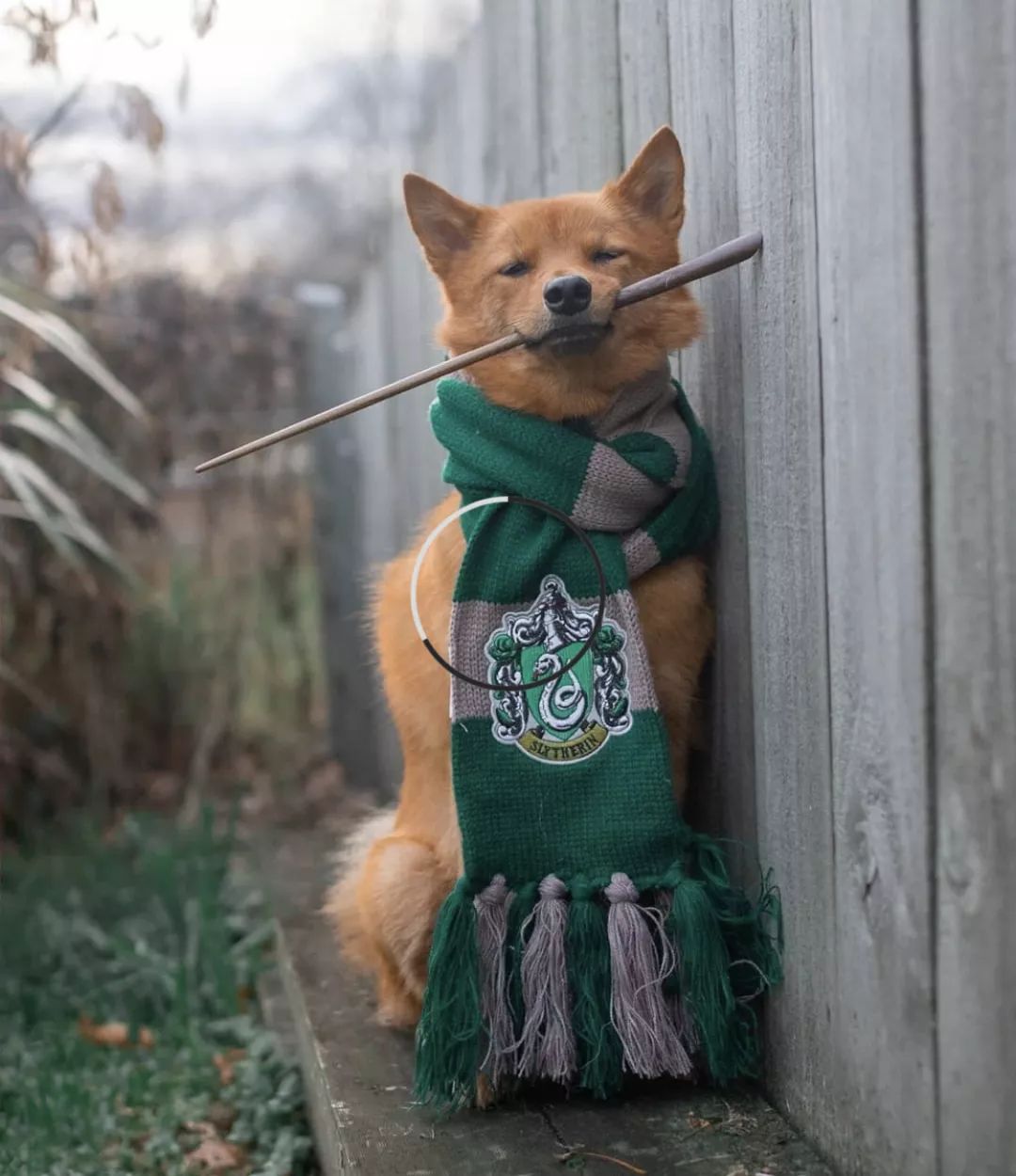 12种爱犬领你参观它们的老家