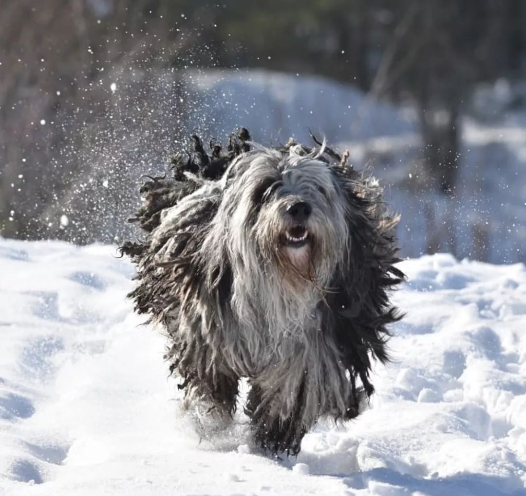 12种爱犬领你参观它们的老家