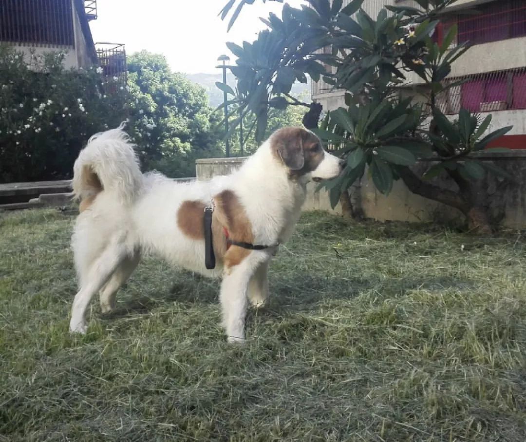 12种爱犬领你参观它们的老家