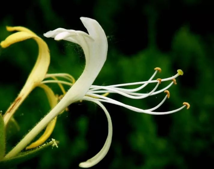 金银花清热解毒祛湿热茶,正宗金银花干货清热去火排毒