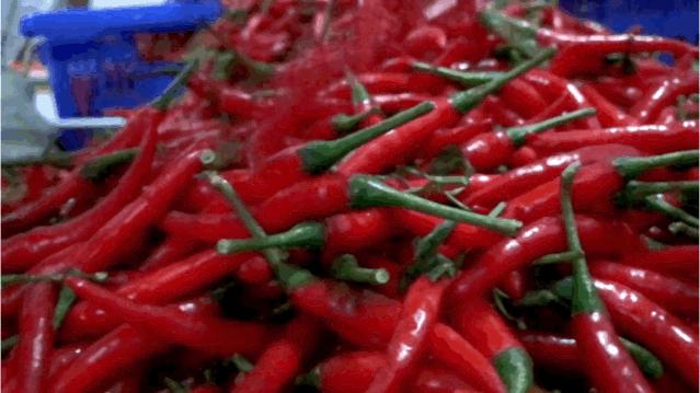 这绝对是世界上最香辣的辣椒,广西什么辣椒最辣最好吃