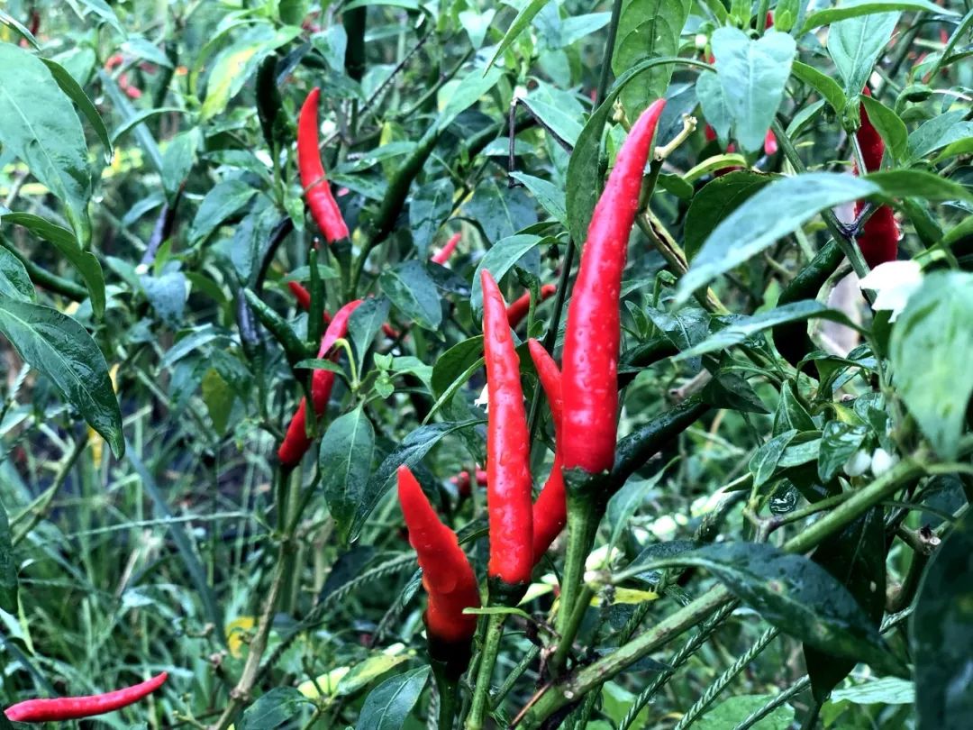 这绝对是世界上最香辣的辣椒,广西什么辣椒最辣最好吃