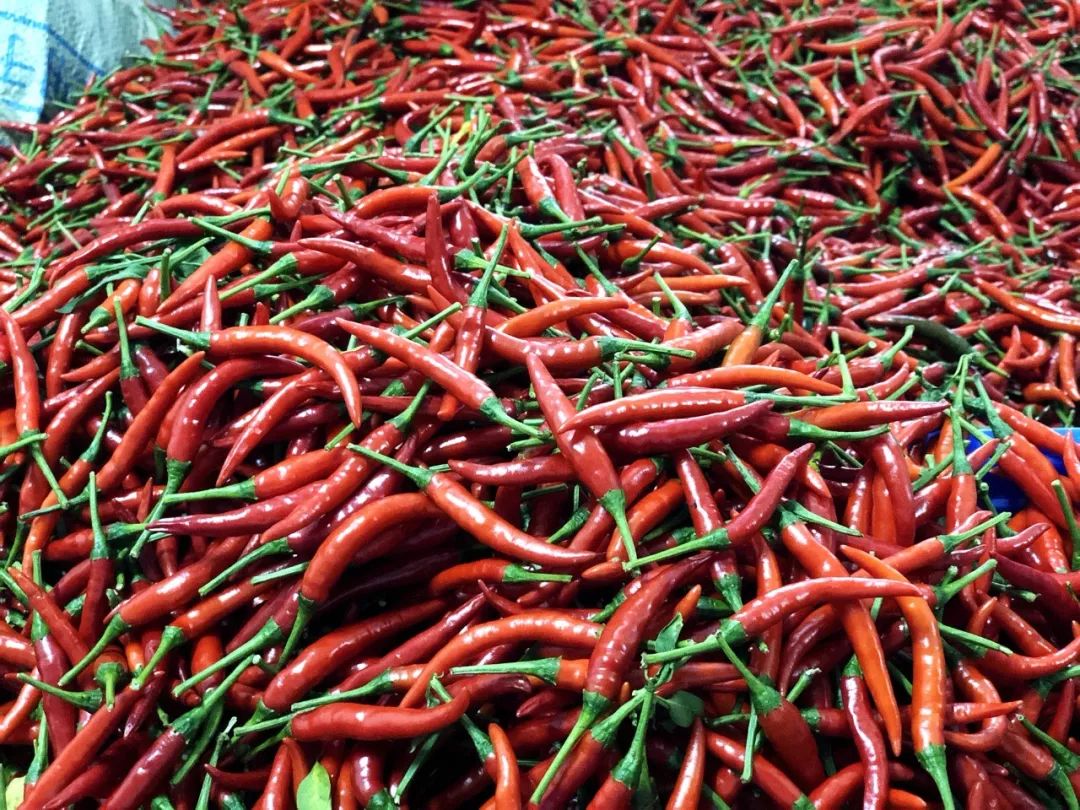 这绝对是世界上最香辣的辣椒,广西什么辣椒最辣最好吃