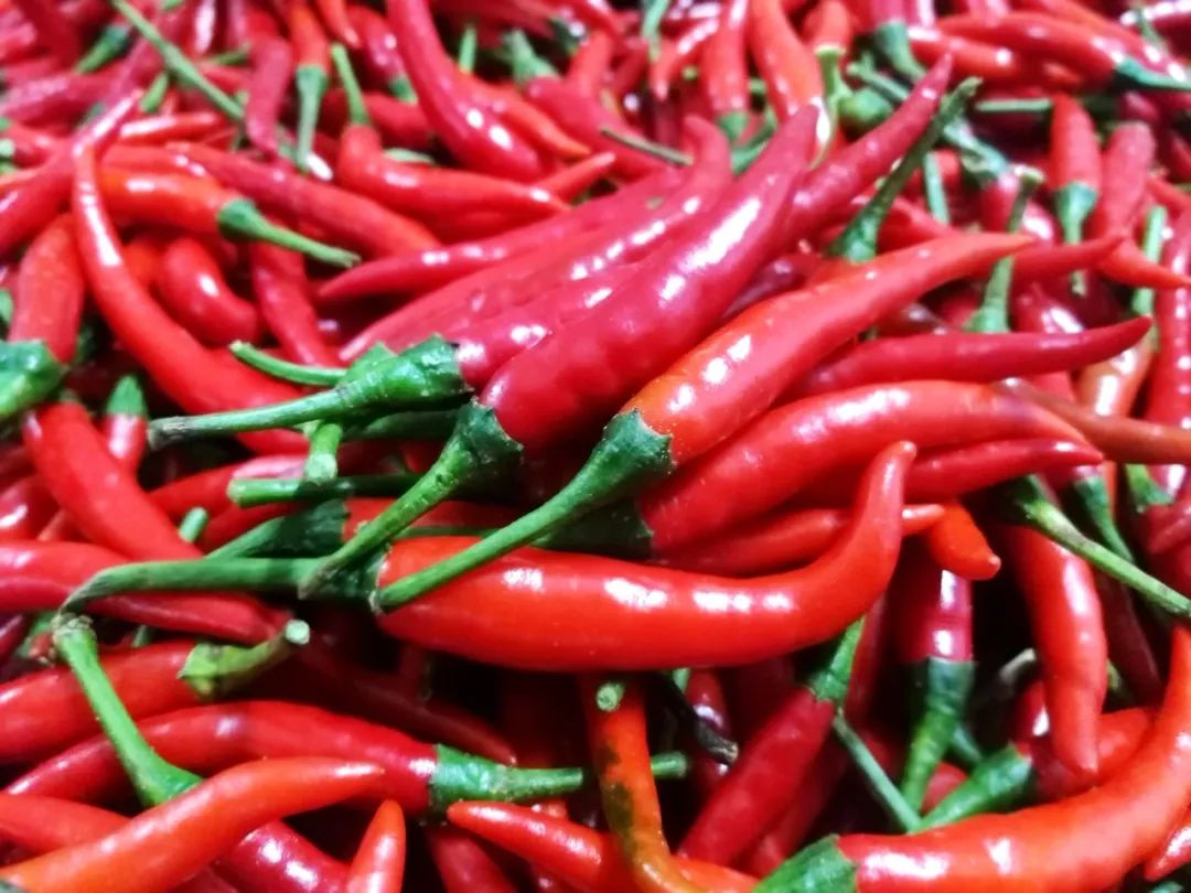 这绝对是世界上最香辣的辣椒,广西什么辣椒最辣最好吃