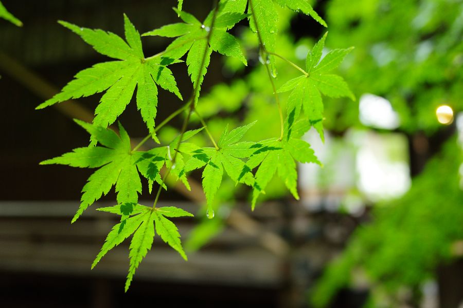 李现广告相机,想和李现一起去旅游