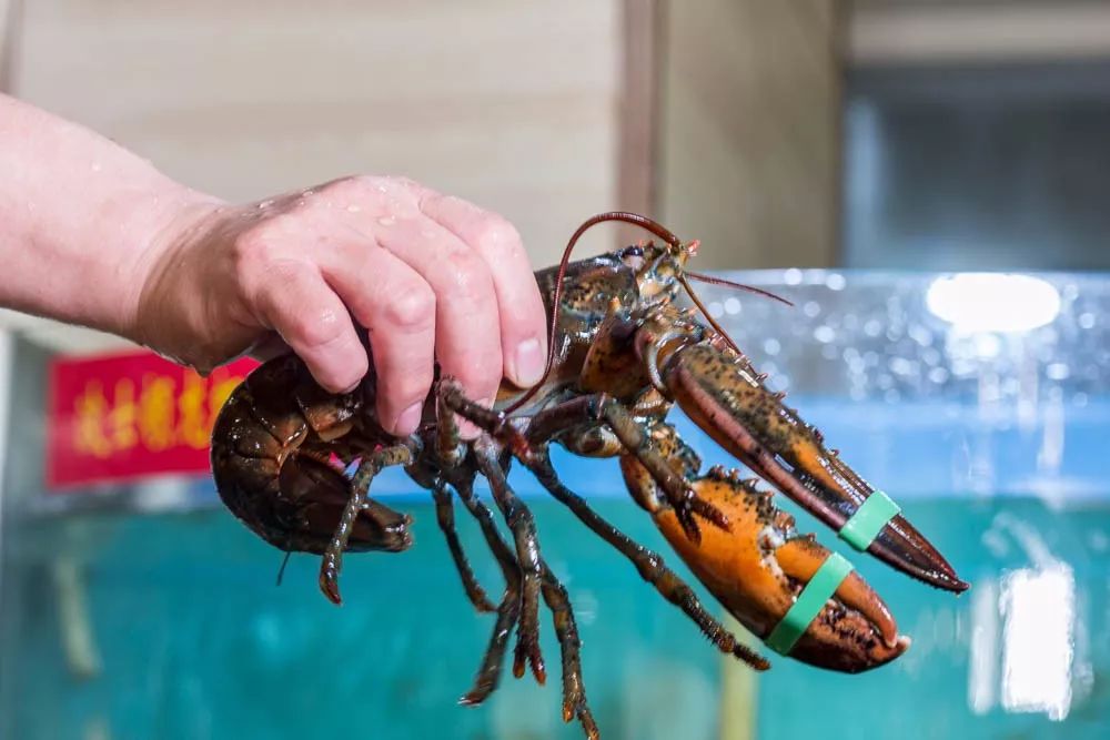 1元/只海白虾，2.8元/只鲍鱼，3.8元/只碳烤生蚝！啤酒喝一瓶还送一瓶！这家人气平价海鲜火锅老店让你嗨翻整个今夏