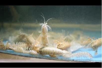 1元/只海白虾，2.8元/只鲍鱼，3.8元/只碳烤生蚝！啤酒喝一瓶还送一瓶！这家人气平价海鲜火锅老店让你嗨翻整个今夏