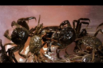 1元/只海白虾，2.8元/只鲍鱼，3.8元/只碳烤生蚝！啤酒喝一瓶还送一瓶！这家人气平价海鲜火锅老店让你嗨翻整个今夏