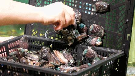 1元/只海白虾，2.8元/只鲍鱼，3.8元/只碳烤生蚝！啤酒喝一瓶还送一瓶！这家人气平价海鲜火锅老店让你嗨翻整个今夏