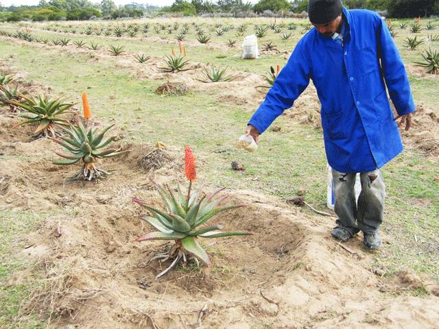 芦荟胶补水保湿提亮肤色晒后修复,万能芦荟胶补水美白修复敏感肌
