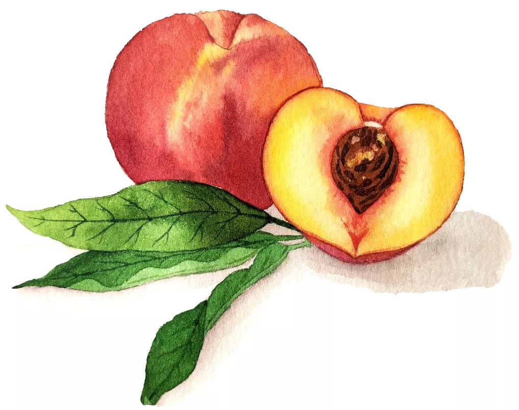 保护血管？桃子的9大功效你一定要知道