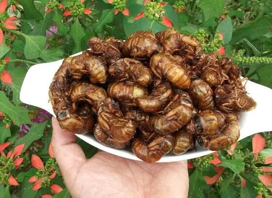 吃了油炸知了为啥呼吸难受,尝了7只炸知了竟然过敏又休克