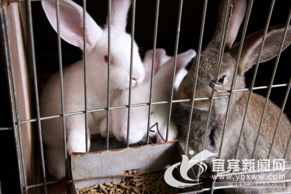 萌萌哒的高山“音乐兔”让村民笑开颜