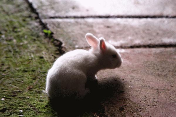 萌萌哒的高山“音乐兔”让村民笑开颜