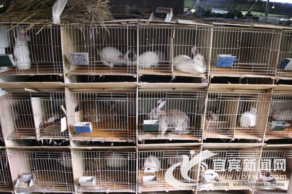 萌萌哒的高山“音乐兔”让村民笑开颜