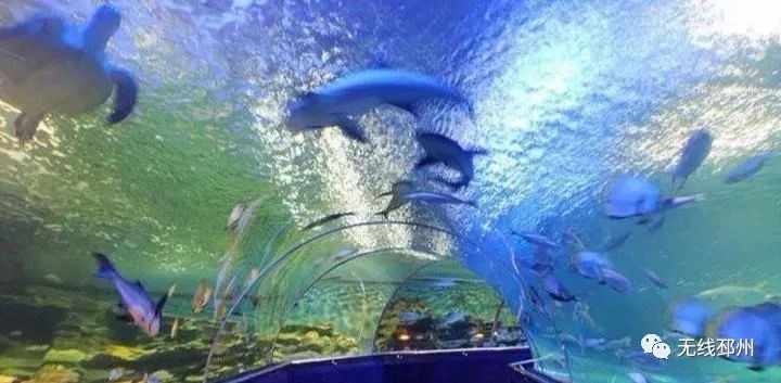 越南一日游直播,越南芽庄跟团游直播