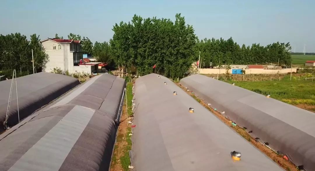 【聚焦】《大众日报》刊发峄城区底阁镇前岳城村探索集体经济发展新路径——黑鸡枞托起贫困村致富新希望